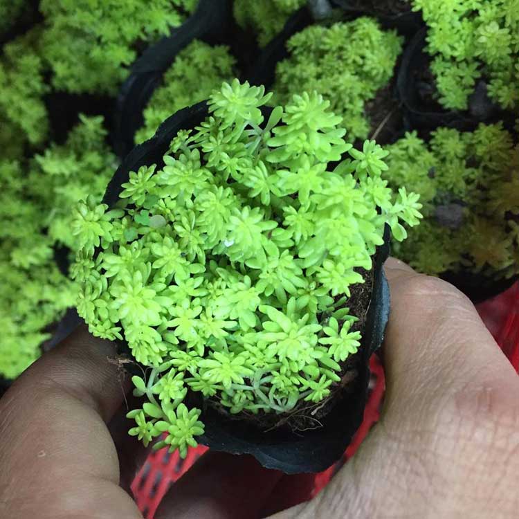 Đặc Điểm Của Các Loại Sen Đá Sedum