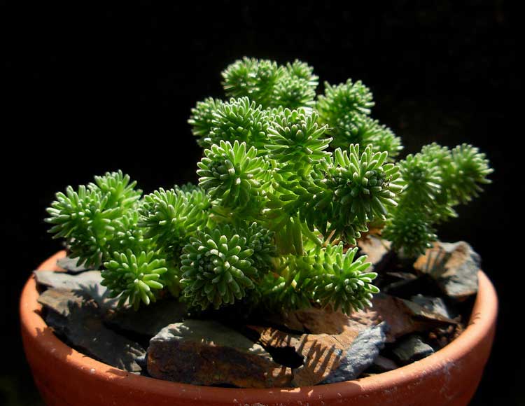 Sen Đá Sedum Xanh