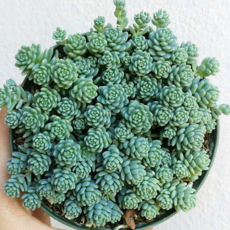 Ý Nghĩa Của Các Loại Sen Đá Sedum