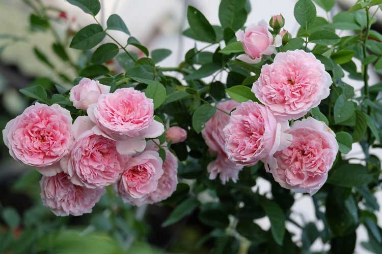 Top 5 loại hoa hồng leo ngoại đẹp dễ trồng